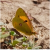 colias croceus imago7 don